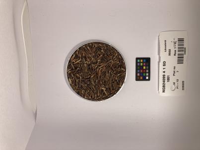 SEED